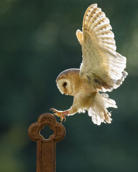 Flying barn owl (Tyto alba), Gerolstein, Rhineland-Palatinate, Germany