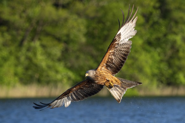 Red kite (Milvus milvus) in flight, Feldberger Seenlandschaft, Mecklenburg-Western Pomerania, Germany