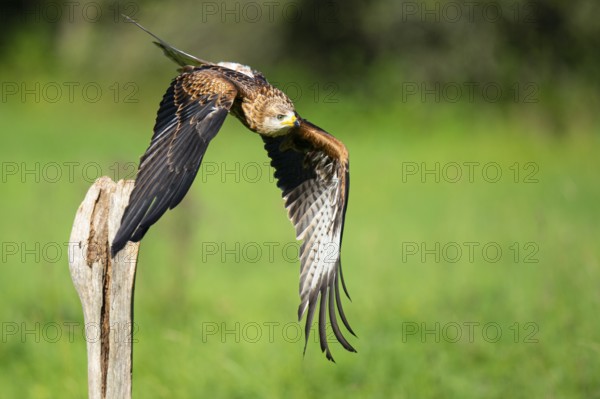 Red kite (Milvus milvus) flying, Gerolstein, Rhineland-Palatinate, Germany
