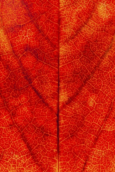 Structure of an autumn-colored leaf, foliage, tree, Vechta, Lower Saxony, Germany