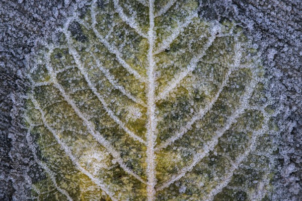 Leaf in hoarfrost, Goldenstedt, Lower Saxony, Germany