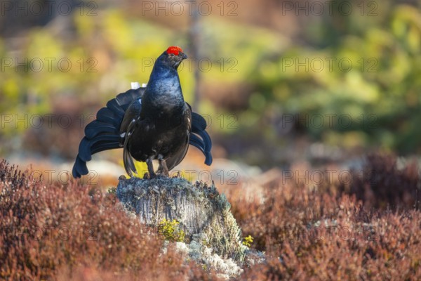 Black grouse (Lyrurus tetrix), black grouse courtship in Sweden, Fågelsjö, Gävleborgs län, Sweden