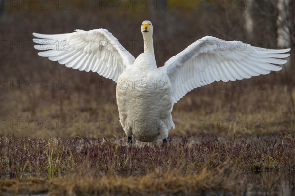 Whooper swan (Cygnus cygnus) at a lake in Sweden, Fågelsjö, Gävleborgs län, Sweden