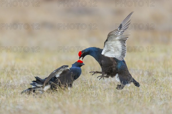 Black grouse (Lyrurus tetrix), black grouse courtship in Sweden, Fågelsjö, Gävleborgs län, Sweden