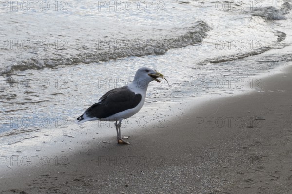 Seagull on a beach with a fish in its beak, Baltic Sea, Rügen Island, Mecklenburg-Western Pomerania, Germany