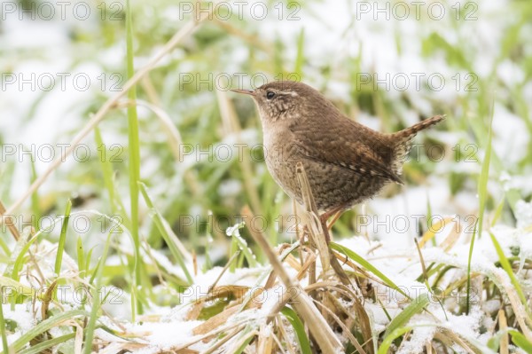 A wren (Troglodytes troglodytes) standing on a blade of grass, snow-covered grass in the background, Hesse, Germany