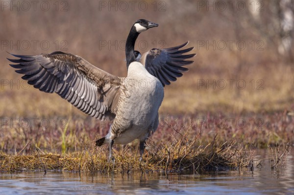 Canada goose (Branta canadensis) at a lake, Fågelsjö, Gävleborgs län, Sweden