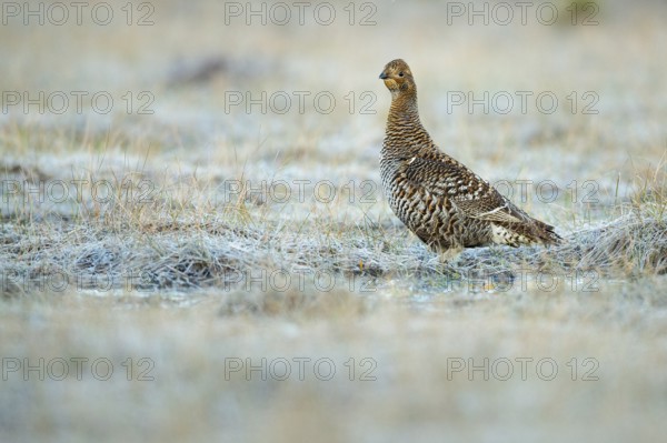 Black grouse (Lyrurus tetrix), female, black grouse courtship in Sweden, Fågelsjö, Gävleborgs län, Sweden