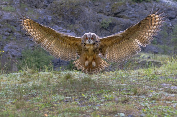 Eurasian Eagle-owl (bubo bubo) flying, Gerolstein, Rhineland-Palatinate, Germany