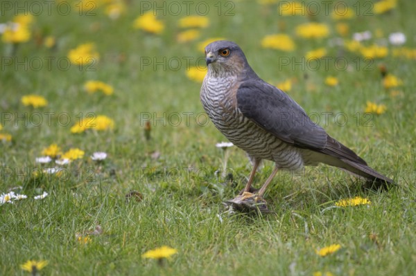 Sparrowhawk (Accipiter nisus) plucking prey, Vechta, Lower Saxony, Germany