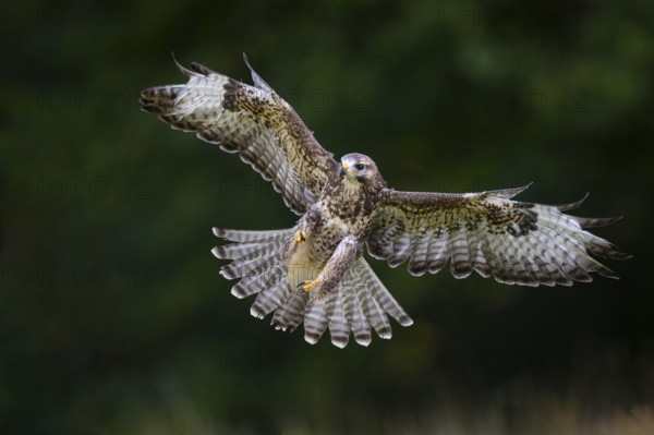 Flying buzzard (Buteo buteo), Gerolstein, Rhineland-Palatinate, Germany