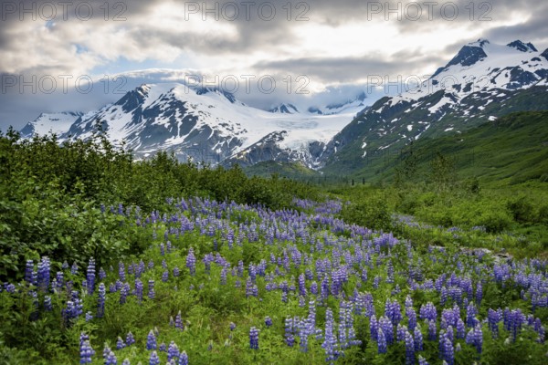 Picturesque landscape on the Richardson Highway, blooming Alaskan lupines (Lupinus nootkatensis), mountain peak with glacier Worthington Glacier in the background, Chugach Mountains, Alaska, USA