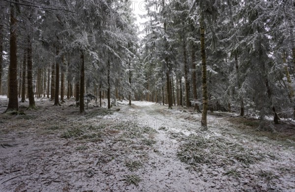 Winter landscape, forest covered with hoarfrost, Mondseeland, Salzkammergut, Upper Austria, Austria