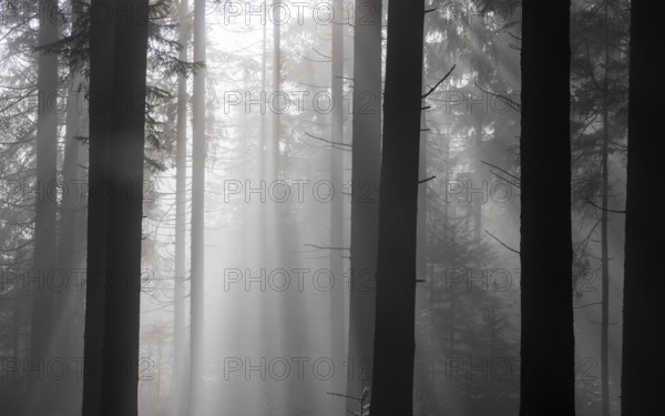 Picea abies, spruce forest in morning fog with sunrays, autumn forest, Mondseeland, Salzkammergut, Upper Austria, Austria