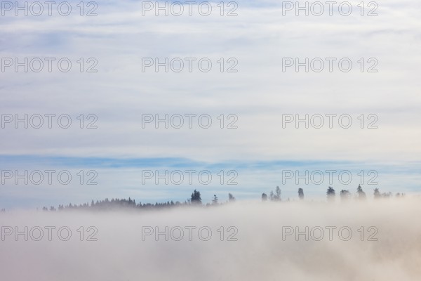Autumn landscape, bare trees rising from the fog, inversion weather, Mondseeland, Salzkammergut, Upper Austria, Austria