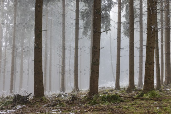 Autumn landscape, forest covered in fog with hoarfrost, Mondseeland, Salzkammergut, Upper Austria, Austria