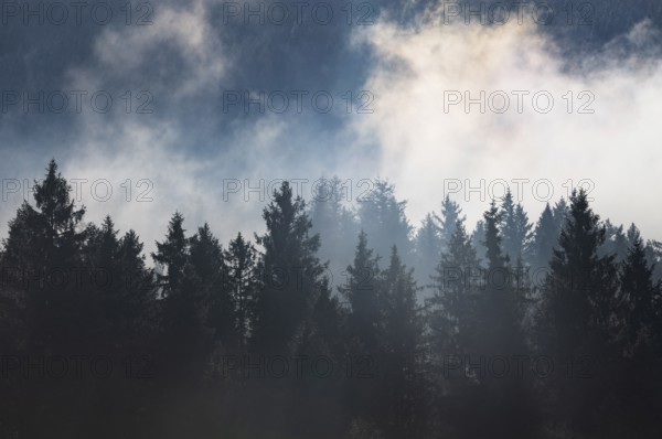 Autumn landscape, coniferous forest in morning fog, Mondseeland, Salzkammergut, Upper Austria, Austria