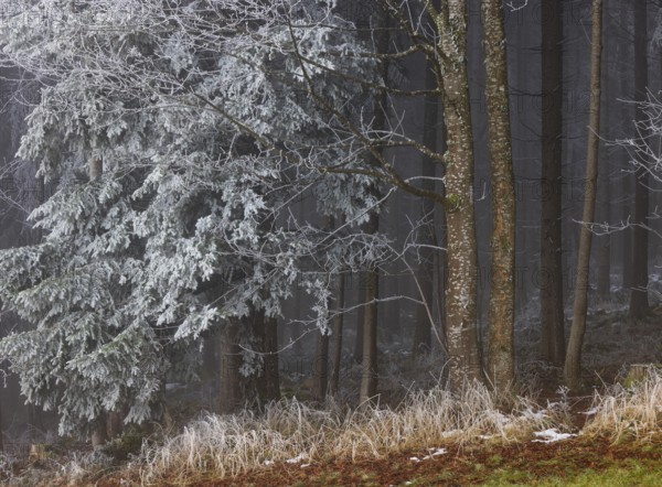 Winter forest, deciduous trees and conifers covered with hoarfrost, Mondseeland, Salzkammergut, Upper Austria, Austria