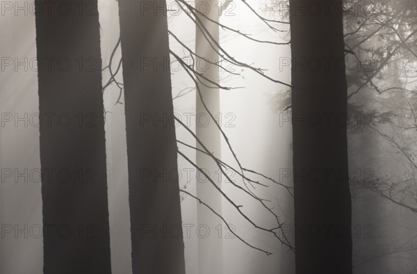 Tree trunks in morning fog with sunbeams, autumn forest, Mondseeland, Salzkammergut, Upper Austria, Austria