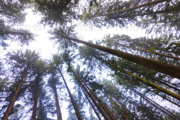 Looking up into the crowns of a spruce forest, Mondseeland, Salzkammergut, Upper Austria, Austria