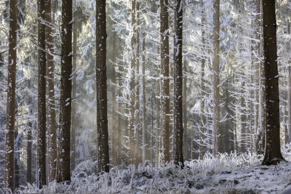 Winter landscape, forest covered with hoarfrost, Mondseeland, Salzkammergut, Upper Austria, Austria