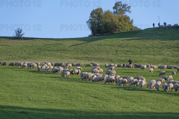 Shepherd tending his flock of sheep (Ovis gmelini aries) in a meadow, Tauchersreuth, Middle Franconia, Bavaria, Germany