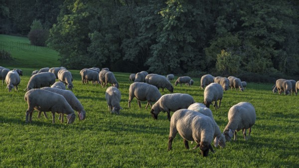 Flock of sheep (Ovis gmelini aries) grazing in a meadow, Beerbach, Middle Franconia, Bavaria, Germany