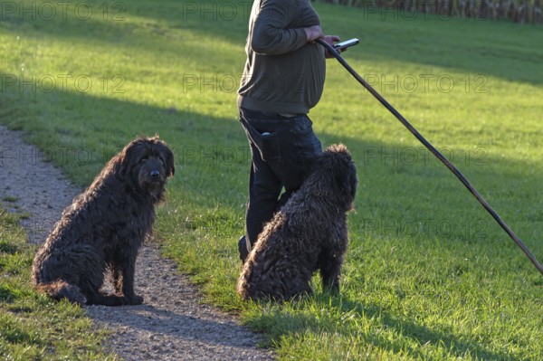Shepherd with his dogs herding his flock of sheep (Ovis gmelini aries) in a meadow, Tauchersreuth, Middle Franconia, Bavaria, Germany