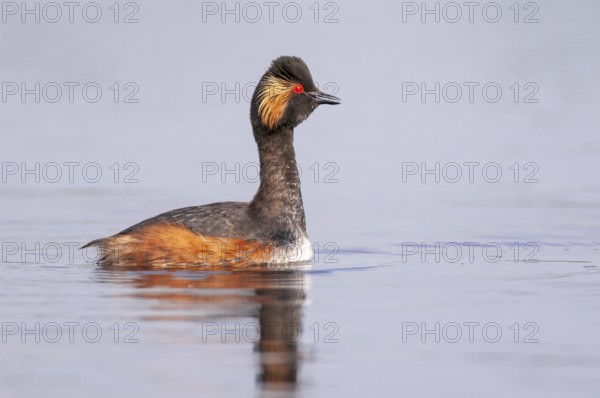 Black-necked Grebe (Podiceps nigricollis) in its plumage, Goldenstedter Moor, Goldenstedt, Lower Saxony, Germany