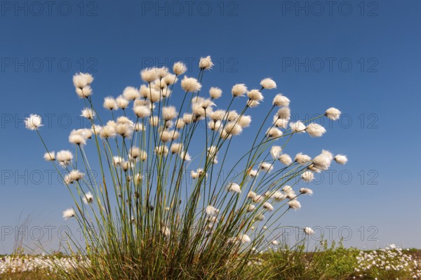 Cottongrass, sheath cottongrass (Eriophorum vaginatum) in Goldenstedt Moor, Goldenstedt, Lower Saxony, Germany