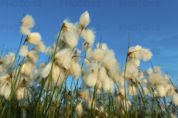 Common cottongrass (Eriophorum angustifolium) in the Goldenstdter Moor, Goldenstedt, Lower Saxony, Germany