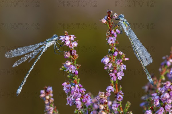 Emerald Damselfly (Lestes sponsa) on flowering heather in the Goldenstedt moor, Goldenstedt, Lower Saxony, Germany