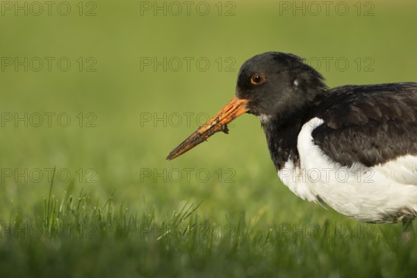 Eurasian oystercatcher (Haematopus ostralegus) adult wader bird on grassland, England, United Kingdom