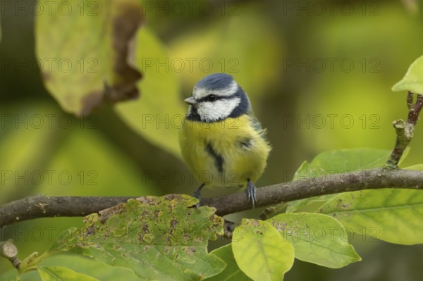 Blue tit (Cyanistes caeruleus) adult garden bird on a magnolia tree with autumn colour leaves, England, United Kingdom