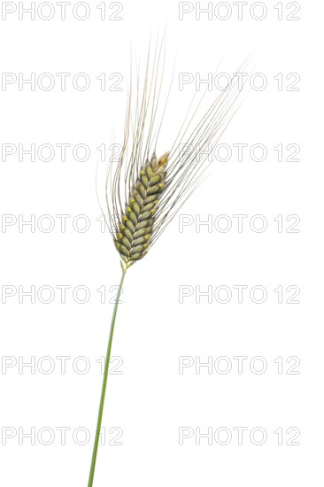 Macha wheat, grain, exempted, Dinklage, Lower Saxony, Germany
