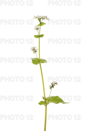Buckwheat (Fagopyrum), cereal, optional, Dinklage, Lower Saxony, Germany