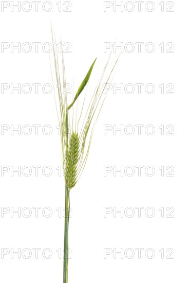 Grain, exempted, Dinklage, Lower Saxony, Germany