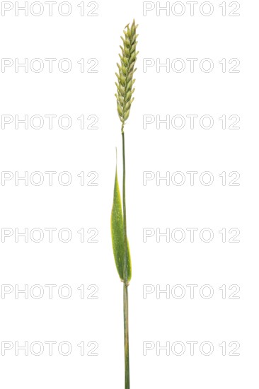 Sommerspelz-Barley, cereals, exempted, Dinklage, Lower Saxony, Germany