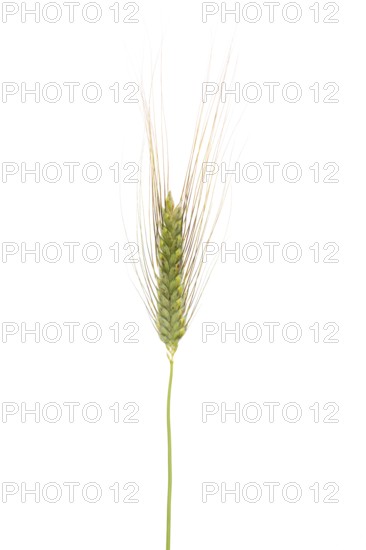 Einkorn (Triticum monococcum), cereal, exempted, Dinklage, Lower Saxony, Germany