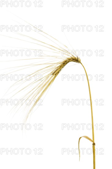 Winter barley (Hordeum vulgare), cereal, released, Dinklage, Lower Saxony, Germany