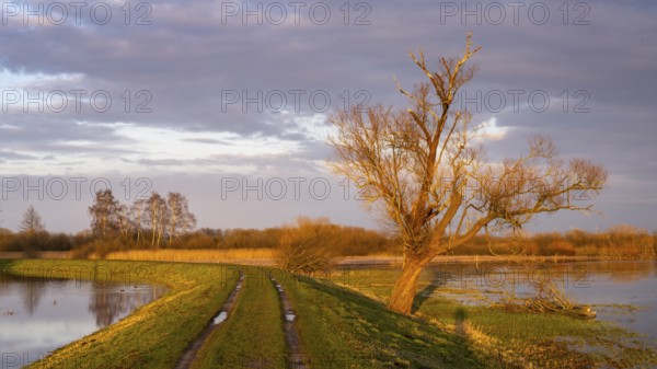 Tree on the Hunte at sunset in Ochsenmoor at Dümmer See, Hüde, Lower Saxony, Germany
