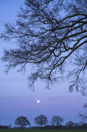 Silhouettes of oak trees (Quercus) in front of evening sky with moon at blue hour, tree, Telbrake, Vechta, Lower Saxony, Germany