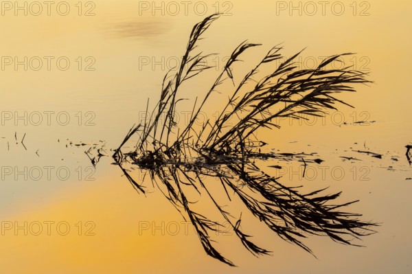 Silhouette of reed stalks in the water of HMunte near Dümmer, Hüde, Lower Saxony, Germany