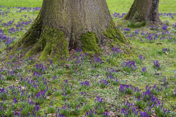 Crocuses (Crocus) and beech tree in Oldenburg Castle Park, Oldenburg, Lower Saxony, Germany