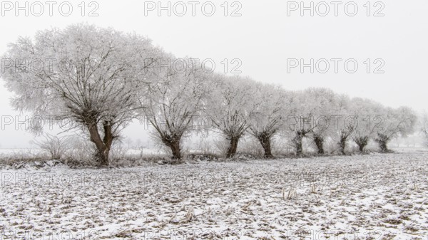Winter willows in snow, Vechta, Lower Saxony, Germany