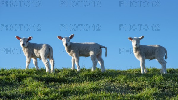 Sheep on the Hunte dyke, Lamm, Elsfleth, Lower Saxony, Germany