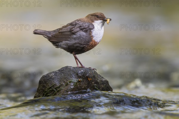 White-throated White-throated Dipper (Cinclus cinclus) sitting on a stone with food, Blomberg, North Rhine-Westphalia, Germany