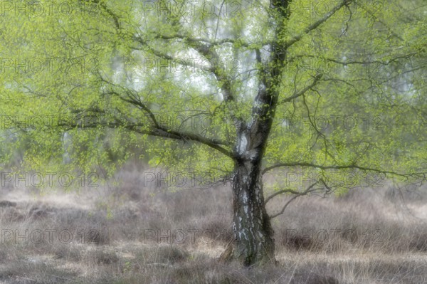 Birches (Betula) in the moor, Vechta, Lower Saxony, Germany
