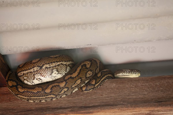 Snake relaxing under a corrugated roof in a local carpark. Resting carpet python, Byron Bay, New South Wales, Australia