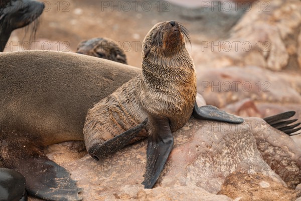 Seal colony, fur seal, Cape fur seal (Arctocephalus pusillus), Cape Cross, Atlantic coast, Namibia